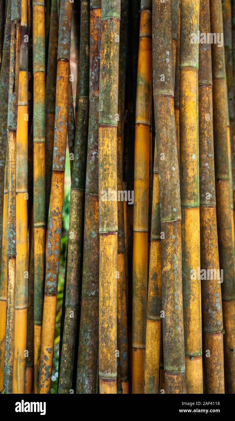 Large bamboo stems, the internodal regions of the stem are usually hollow Stock Photo