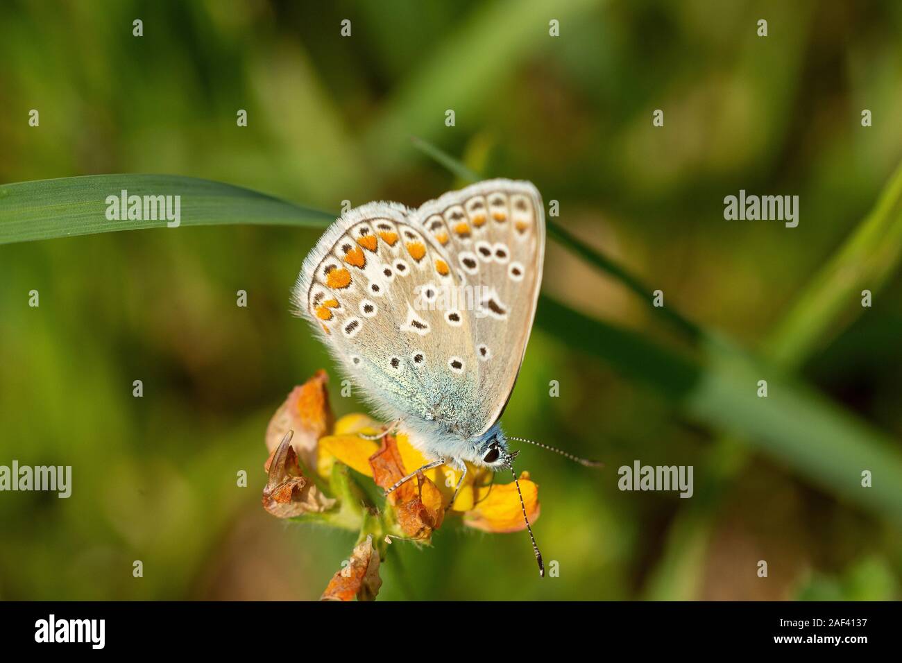 Hauhechel-Blaeuling (Polyommatus icarus) Common blue butterfly • Baden-Wuerttemberg, Deutschland Stock Photo