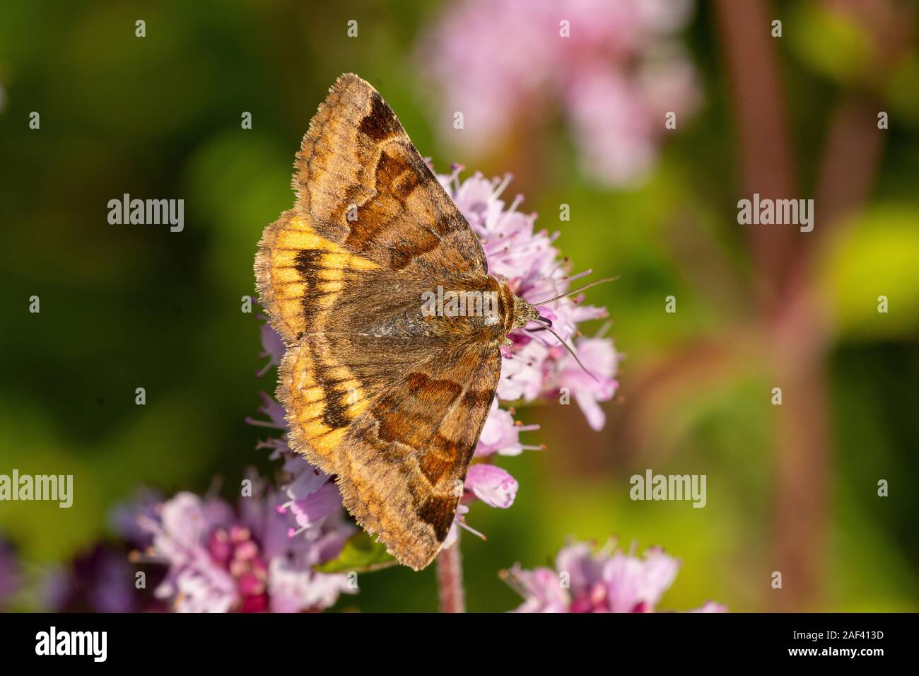 Braune Tageule (Euclidia glyphica) Burnet companion moth • Baden-Württemberg, Deutschland Stock Photo