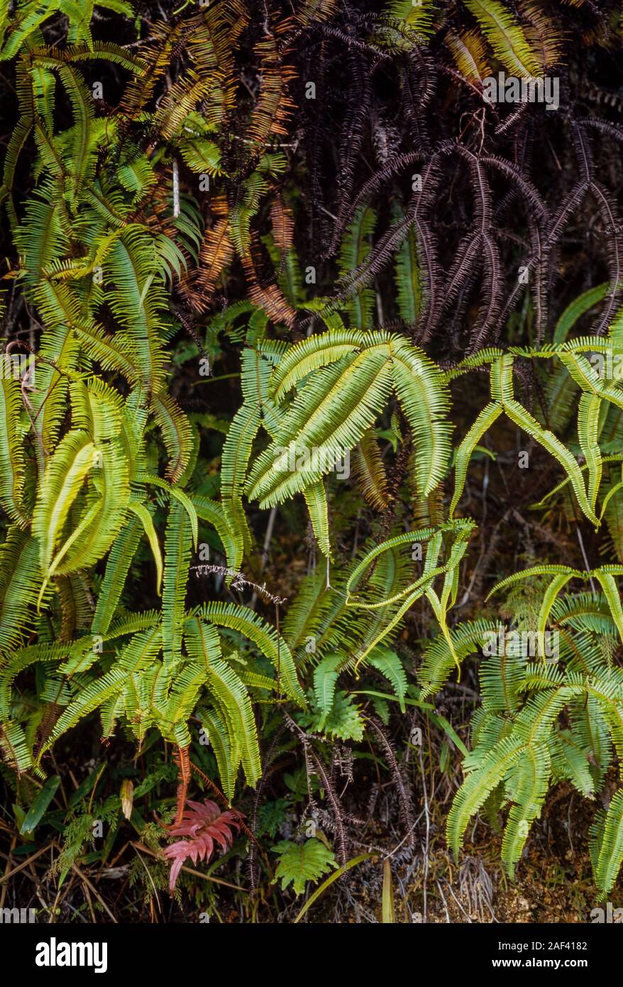 Tropical ferns, Gleichenia linearis, very common at roadsides, jungle margins, Malaysia Stock Photo