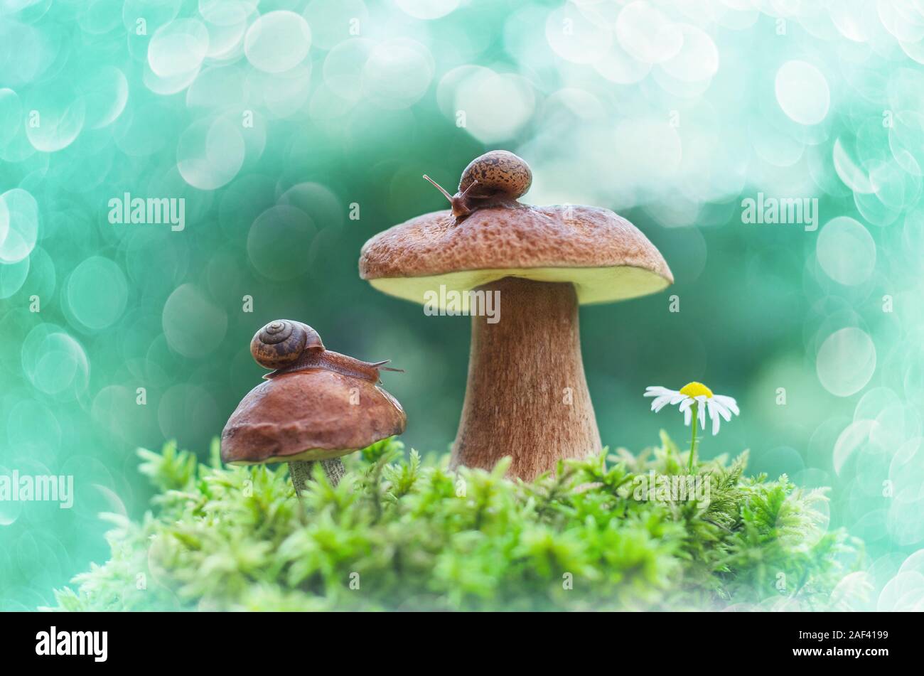 Snails sitting on white mushrooms on a natural background. Stock Photo