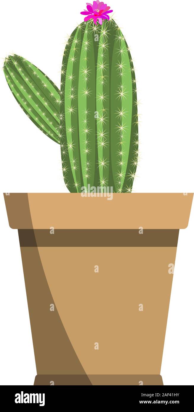 Potted beautiful bright pink spiky vector cactus flower isolated on white. Cactus plant for Interior decor and cartoon animation props Stock Vector Image & Art - Alamy Potted beautiful bright pink spiky vector cactus flower isolated on white. Cactus plant for Interior decor and cartoon animation props Stock Vector Image & Art - Alamy