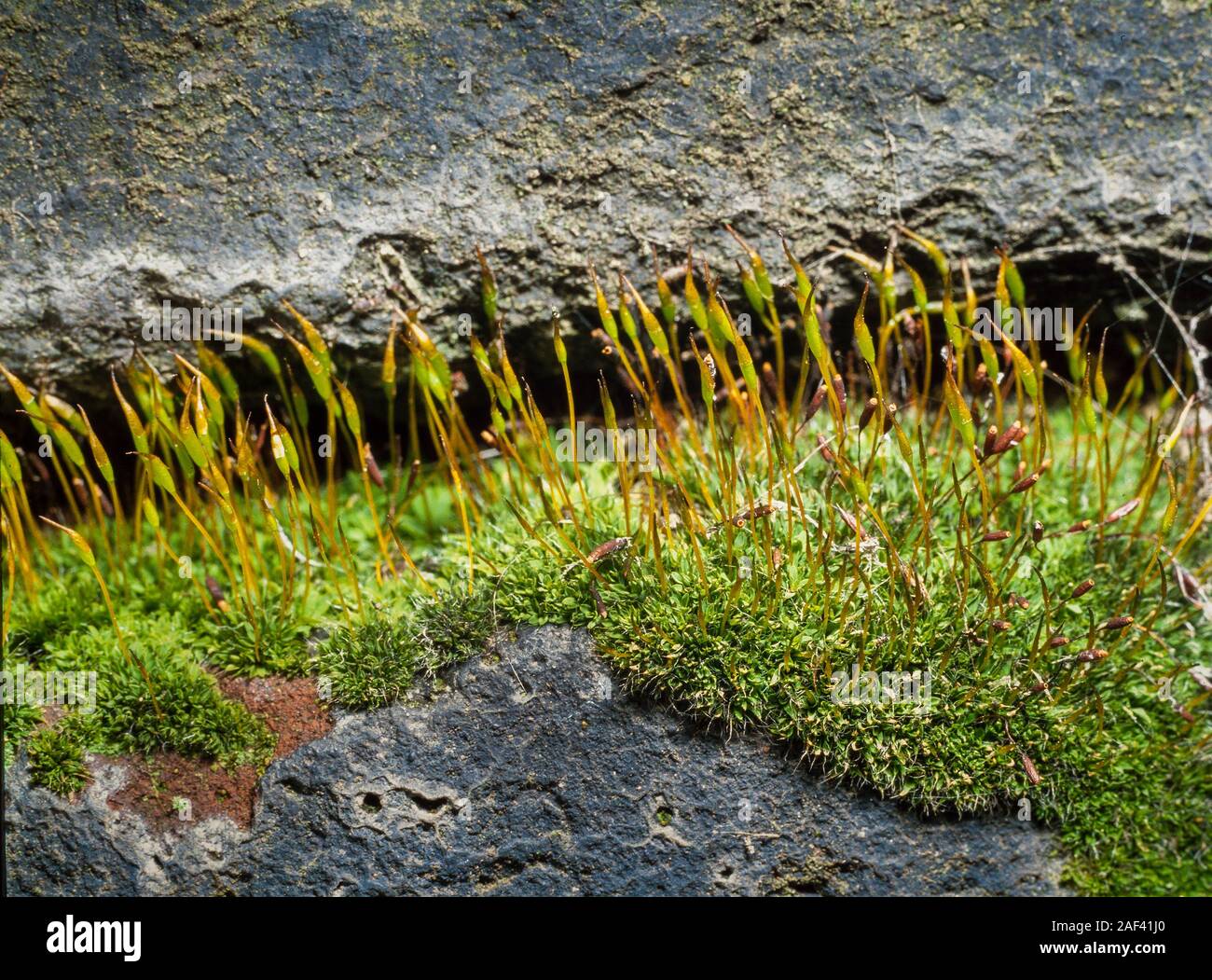 Wall screw moss, Tortula muralis, growing in a mortar joint Stock Photo