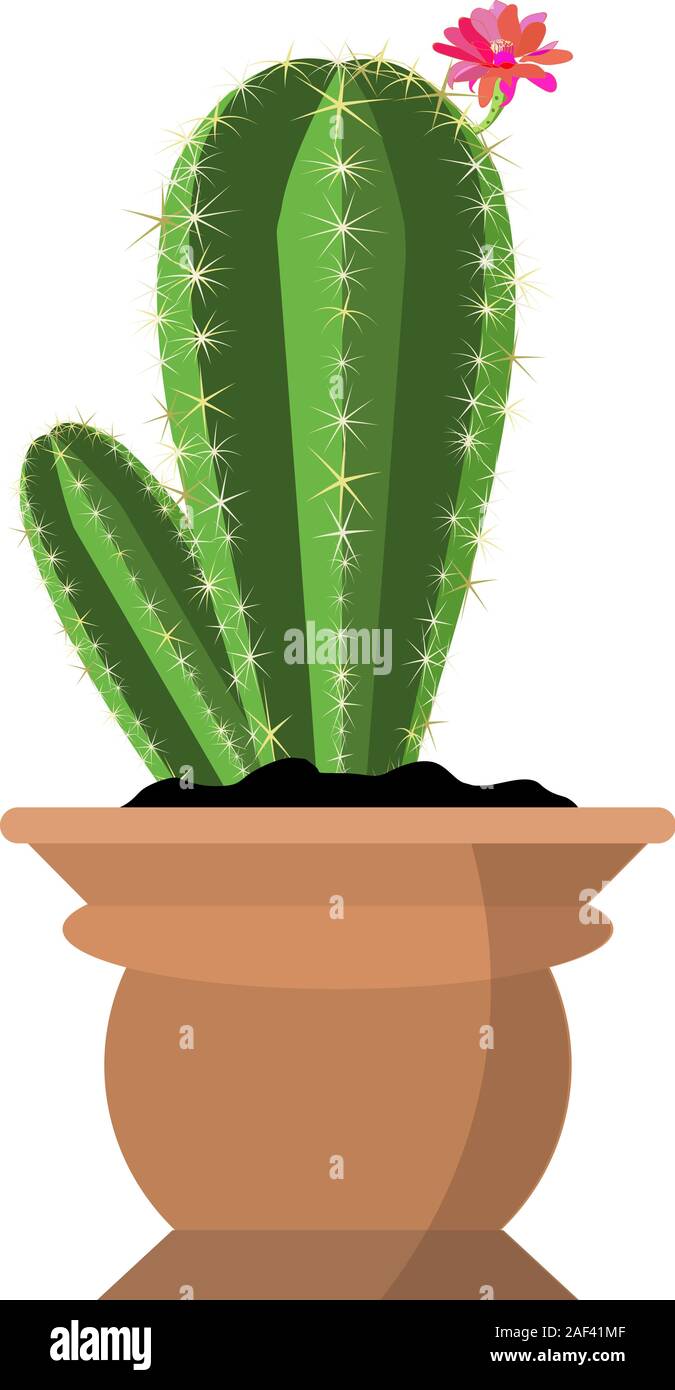 Potted beautiful bright pink spiky vector cactus flower isolated on white. Nice cactus plant icon for Interior decor and cartoon animation props Stock Vector Image & Art - Alamy Potted beautiful bright pink spiky vector cactus flower isolated on white. Nice cactus plant icon for Interior decor and cartoon animation props Stock Vector Image & Art - Alamy