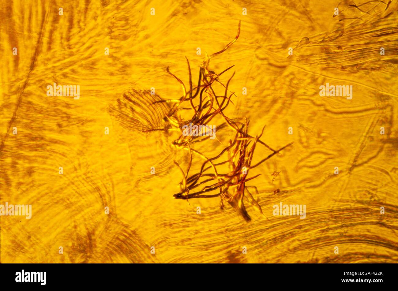 Baltic amber, 35-40 million years old, hairs from undr an Oak leaf, high macro view. Stock Photo