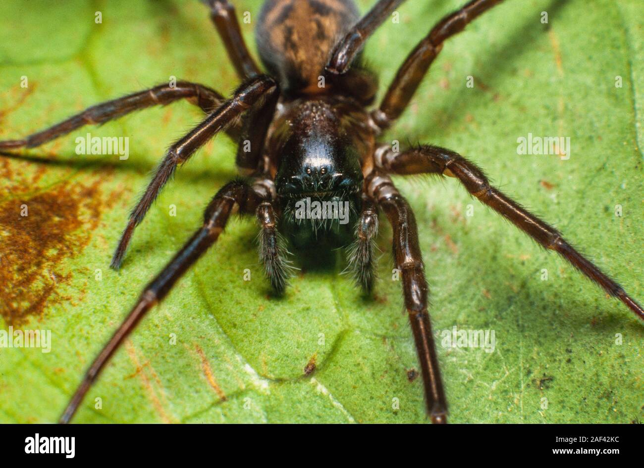 Black wall spider, Amaurobius similis Stock Photo