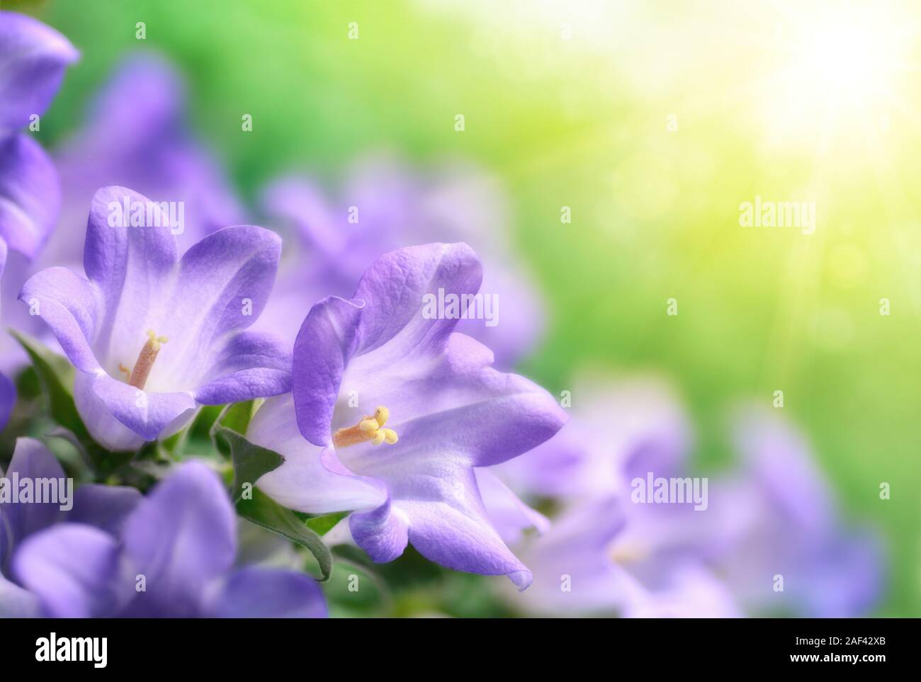 Dreamy shot of light purple campanula bluebell flowers in soft, warm sunlight, with blurry background and the sun Stock Photo