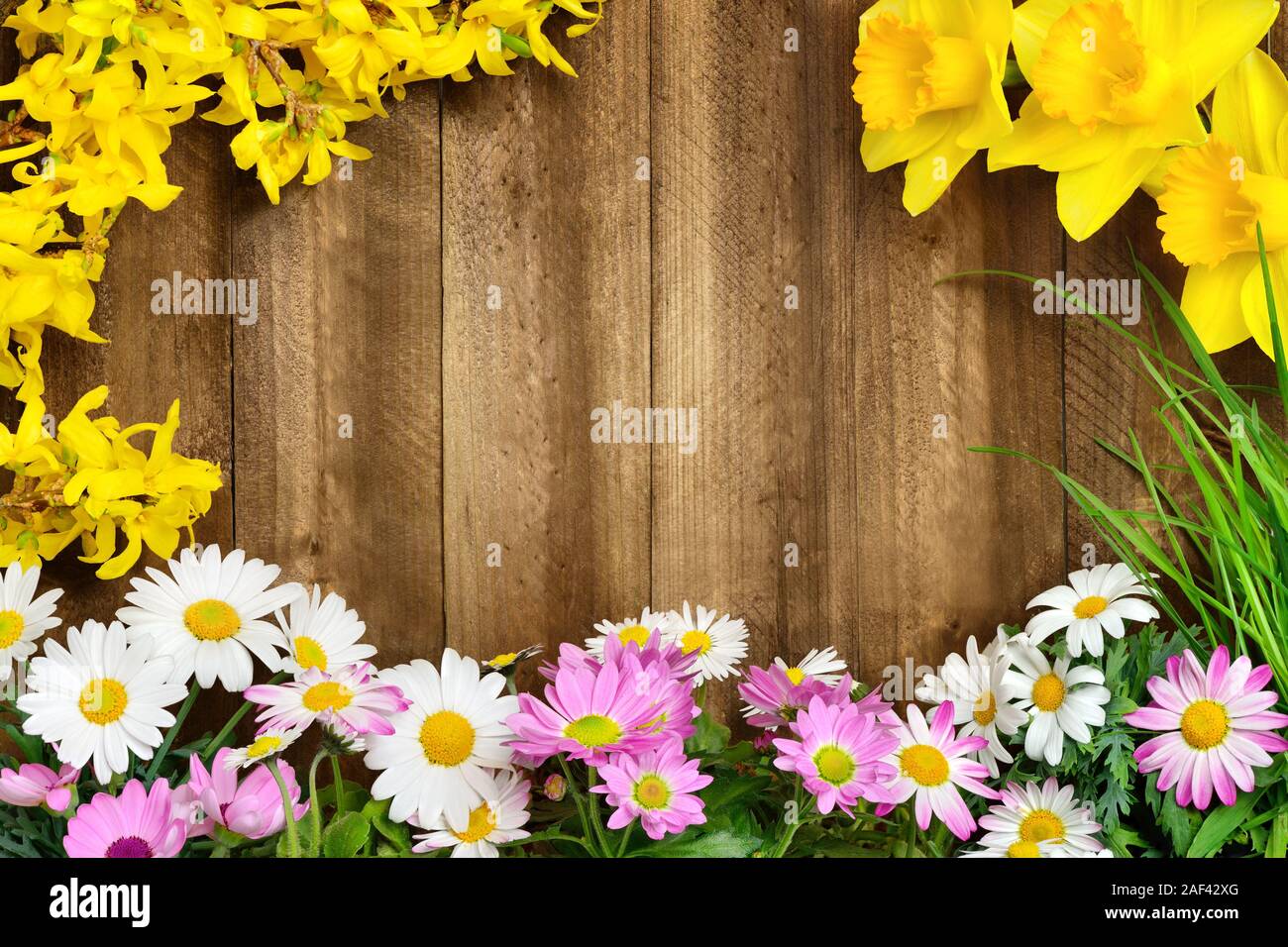 Colorful spring flowers and fresh long grass frame a rustic wooden background, making perfect copyspace for your text Stock Photo