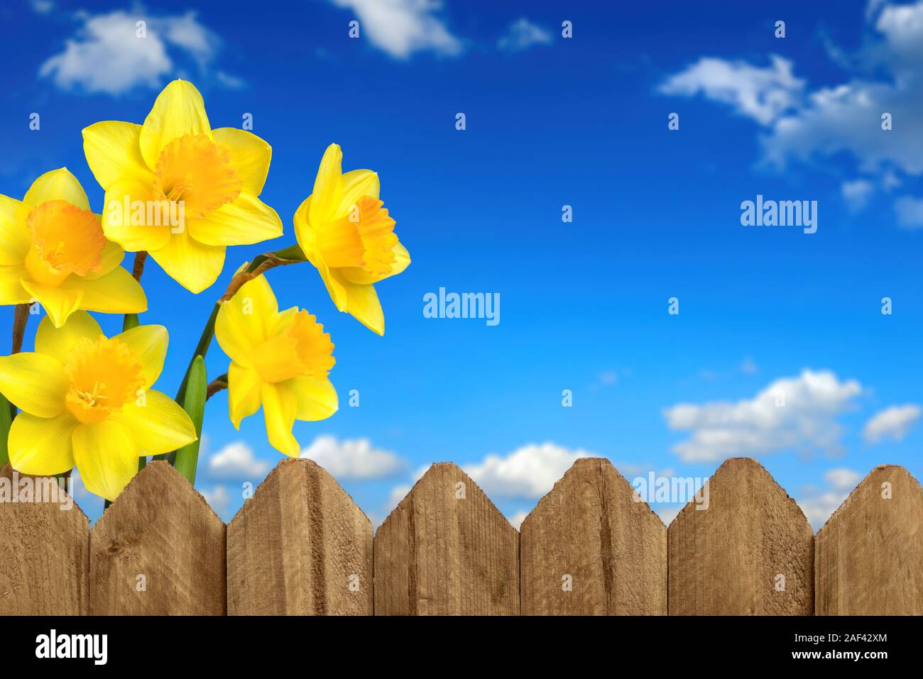 Daffodils - Blossoming bright yellow spring flowers behind a wooden fence in front of the deep blue sky with a few fluffy white clouds Stock Photo
