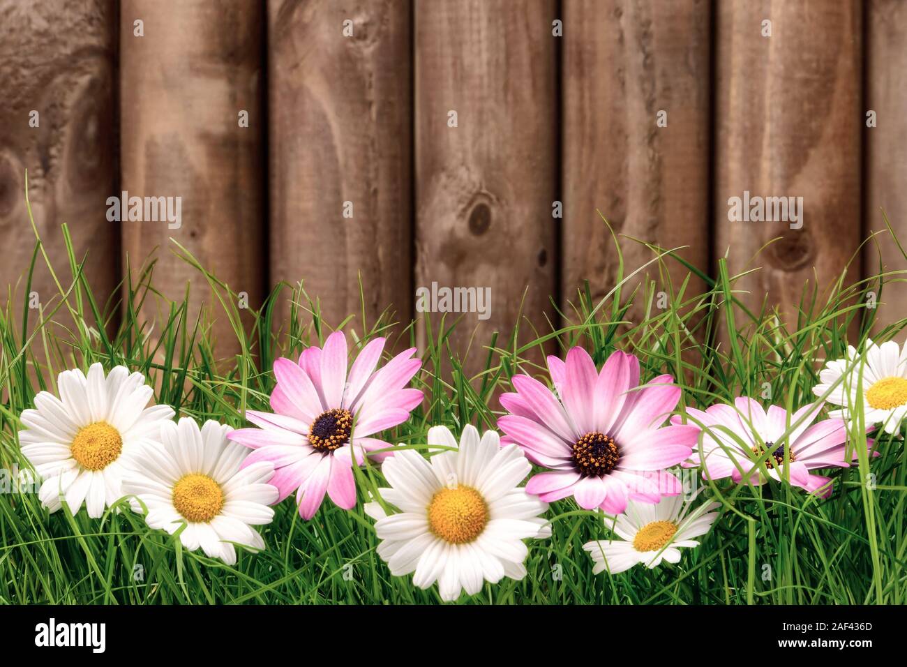 Wood fence flowers hi-res stock photography and images - Alamy