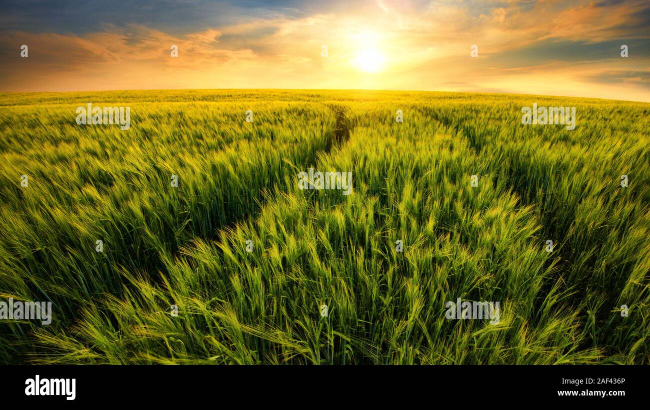Beautiful warm colors of nature in a scenic sunset landscape with trails on a barley field leading to the setting sun Stock Photo