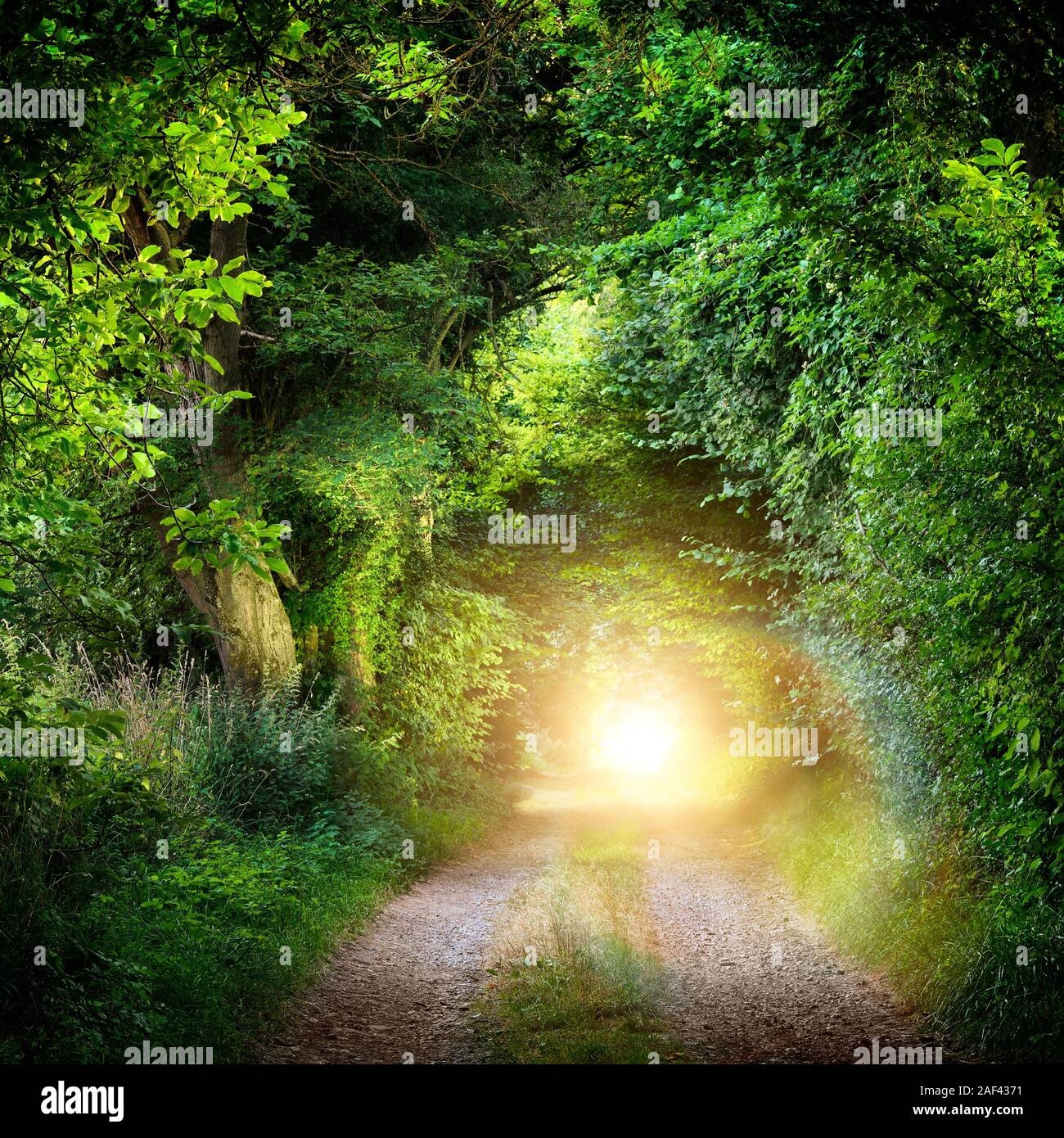 Fantasy landscape with a green tunnel of illuminated trees on a forest path leading to a mysterious light. Brightly lit outdoor night shot. Stock Photo