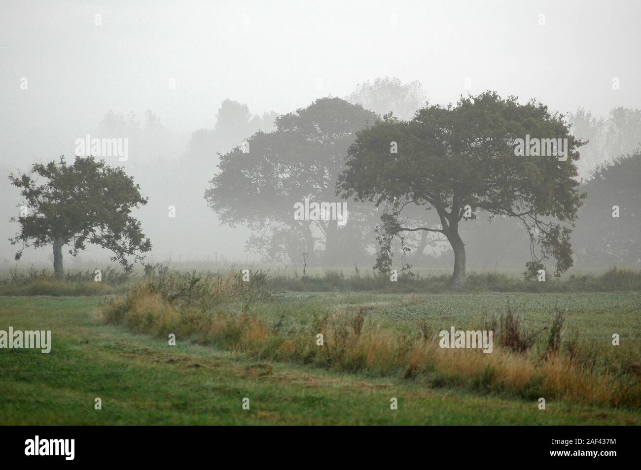 Misty morning on West Sussex Coastal Plain, Chichester Plain, England.  October. Stock Photo