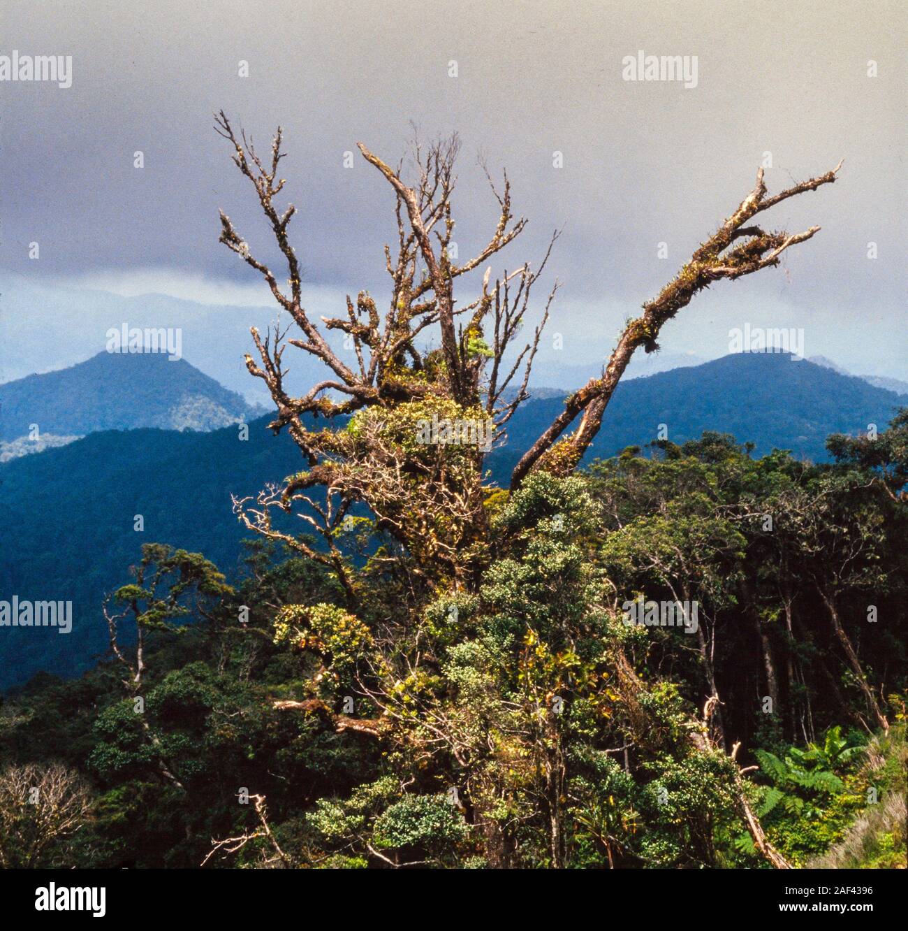 Highland tropical rainforest landscape hires stock photography and