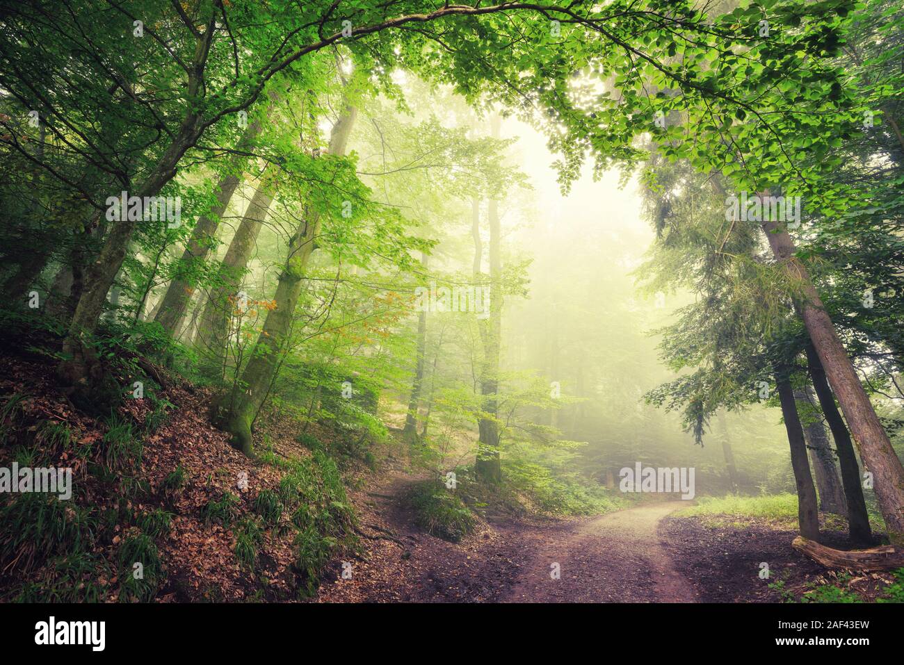 Scenic forest landscape with a large natural archway composed of green trees over a path inviting into the misty light Stock Photo