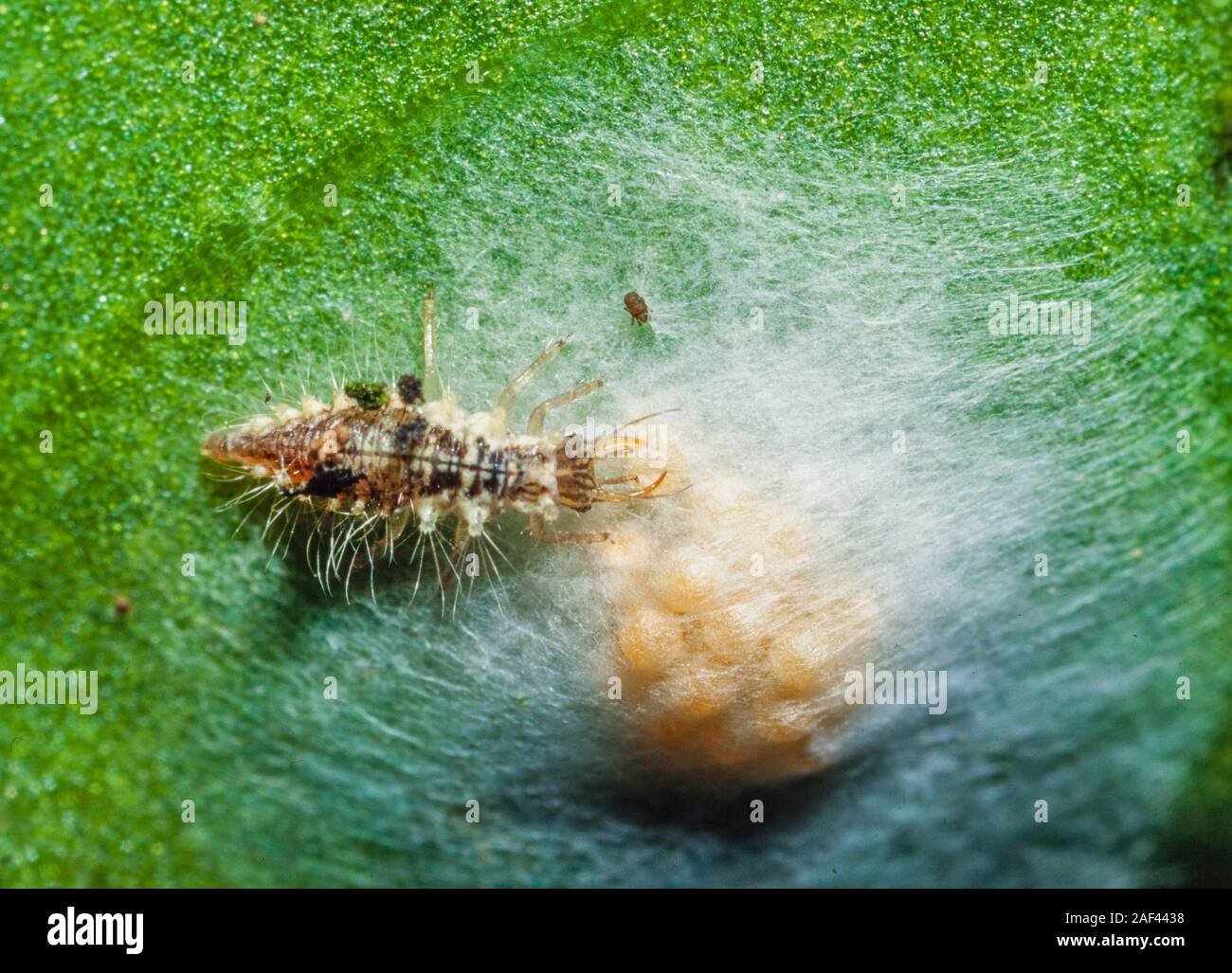 Lacewing larva feeding on spider eggs Stock Photo