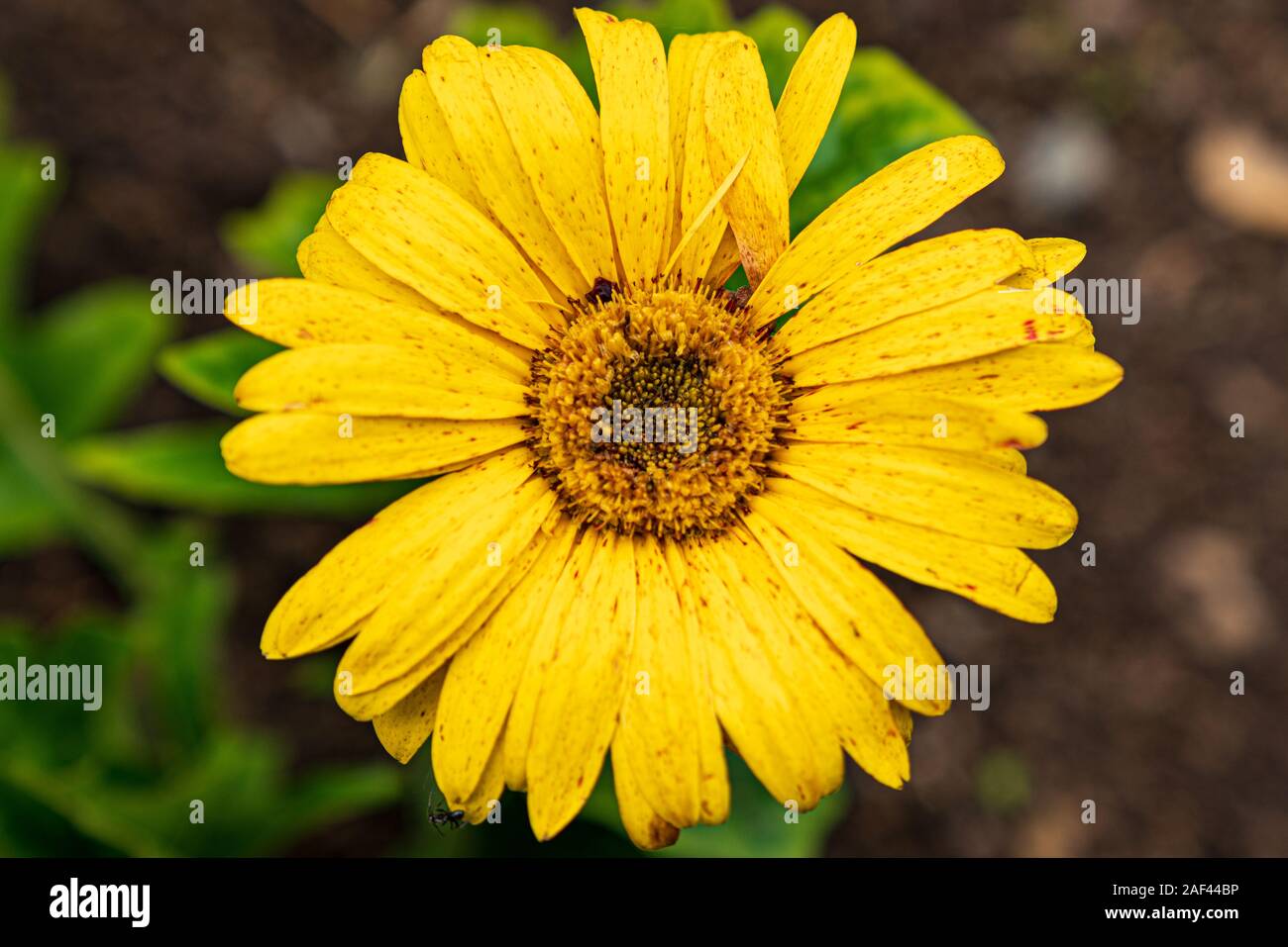 Yellow daisy (arctotis arctoides) Stock Photo