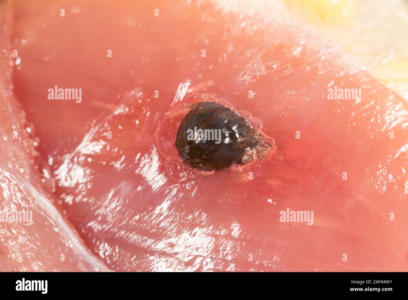 A lead shotgun pellet in the flesh of a pheasant being prepared for cooking that was shot on a driven pheasant shoot. England UK GB Stock Photo