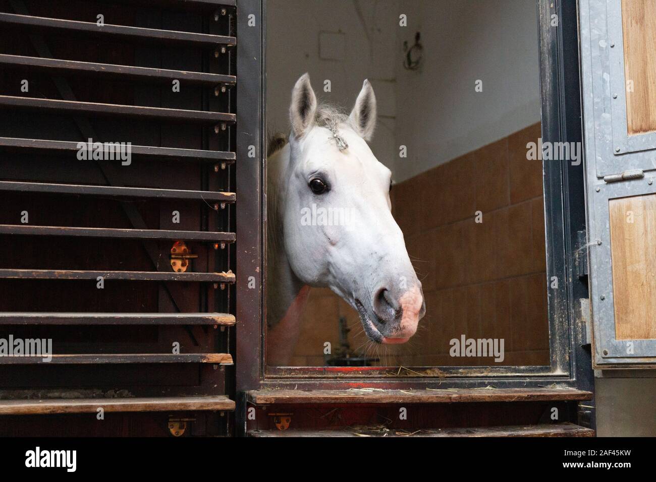 Vienna Lipizzaner horse; a Lipizzaner horse in it's stable, the Spanish
