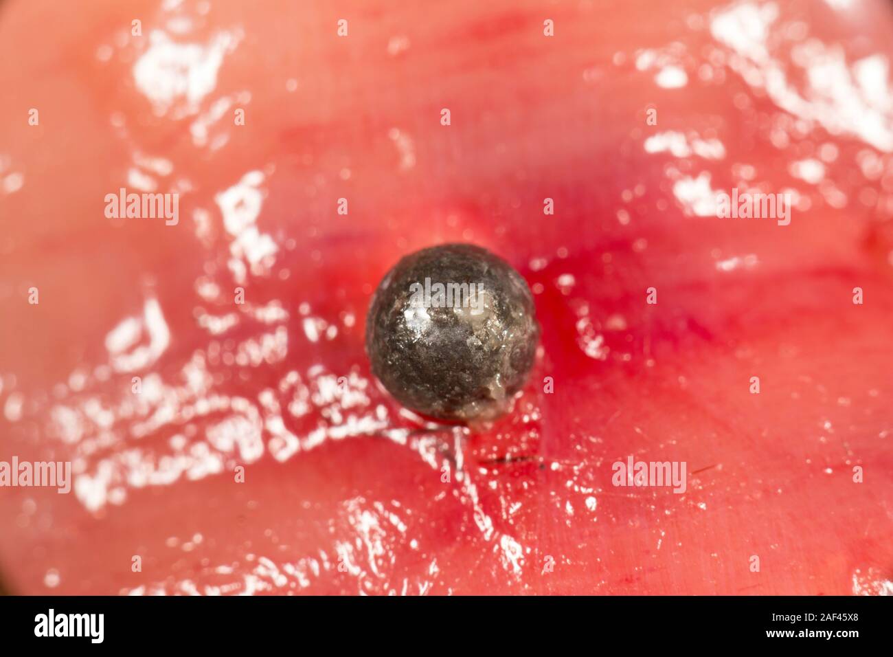A lead shotgun pellet on the surface of the flesh of a pheasant being prepared for cooking that was shot on a driven pheasant shoot. England UK GB Stock Photo