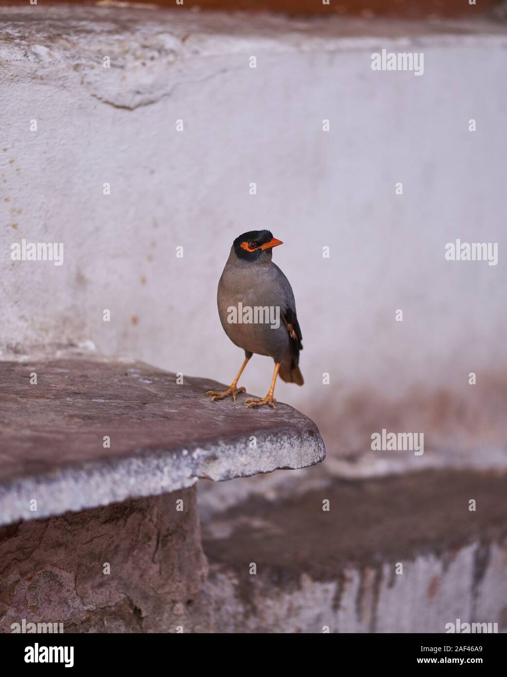 A myna perched on a wal in Pushkar Stock Photo