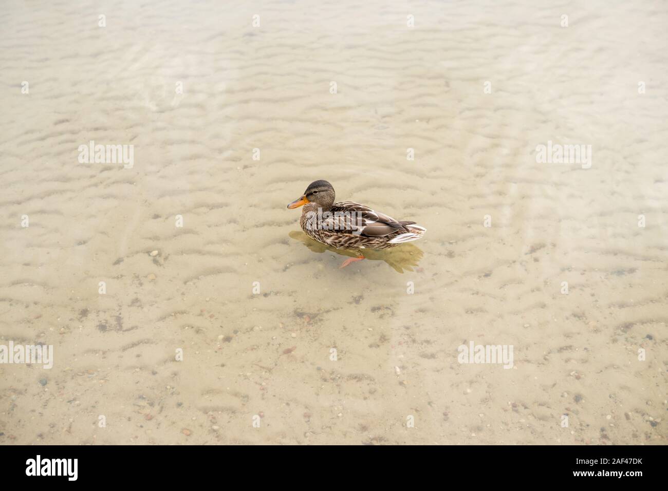 ducks are swimming on a shallow water of a lake Stock Photo Alamy