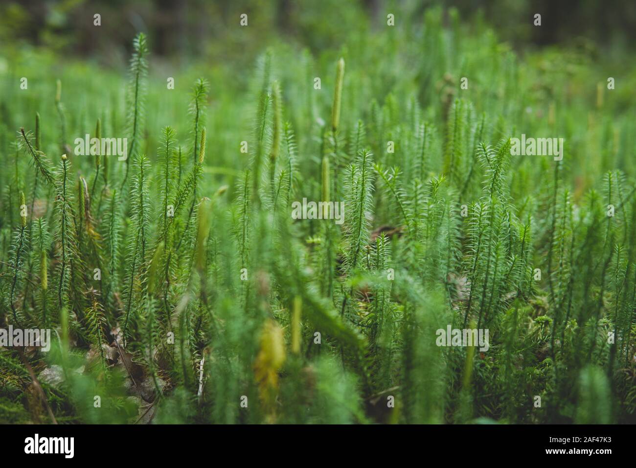 close up of clubmosses growing on the ground inside of a forest Stock Photo