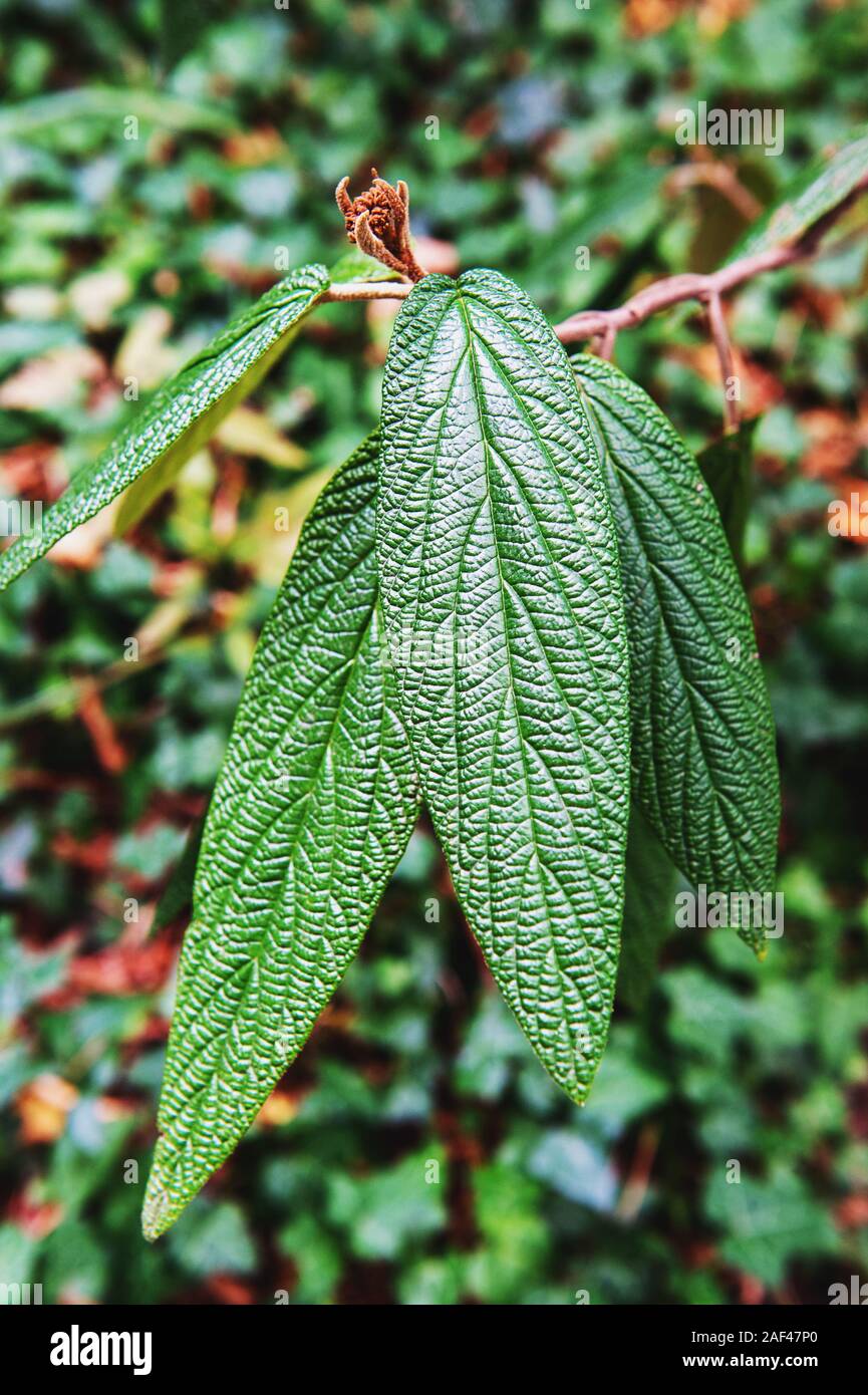 Viburnum rhytidophyllum-viburnum leathery, viburnum wrinkled. Long textured leaves on the branch. Beautiful plant background. Stock Photo