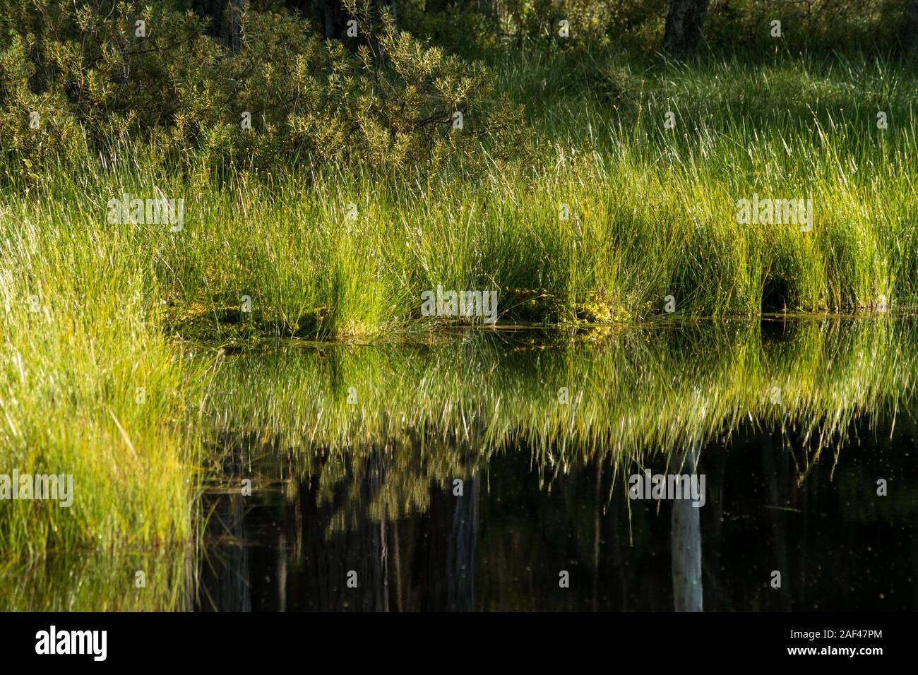 detail of aquatic plants like carex limosa on a shore of dystrophic lake Stock Photo