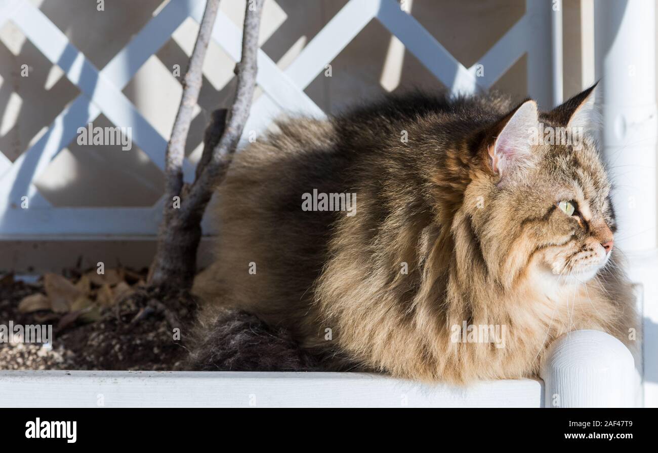 adorable-cat-of-siberian-breed-with-long-hair-stock-photo-alamy