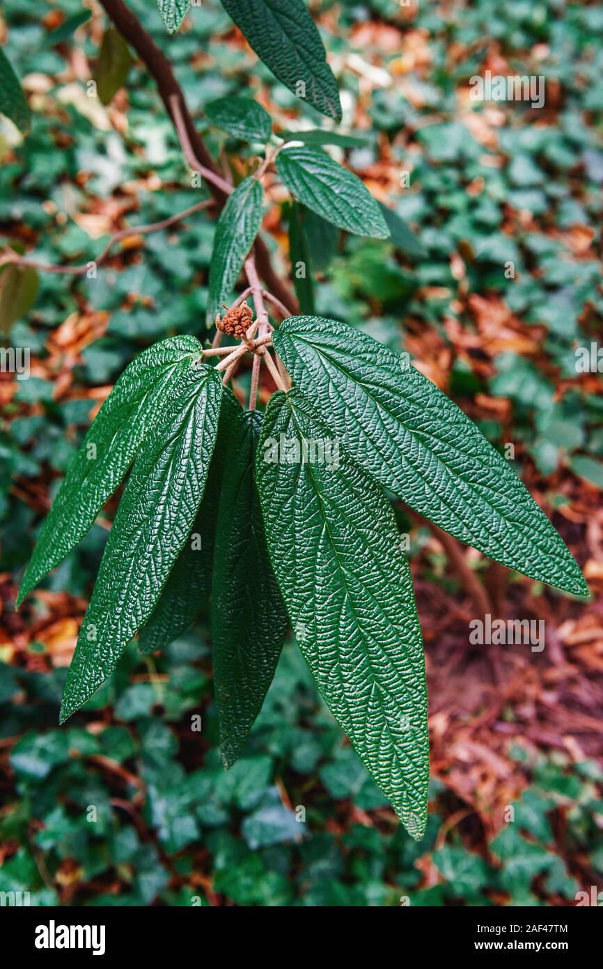 Viburnum rhytidophyllum-viburnum leathery, viburnum wrinkled. Long textured leaves on the branch. Beautiful plant background. Stock Photo