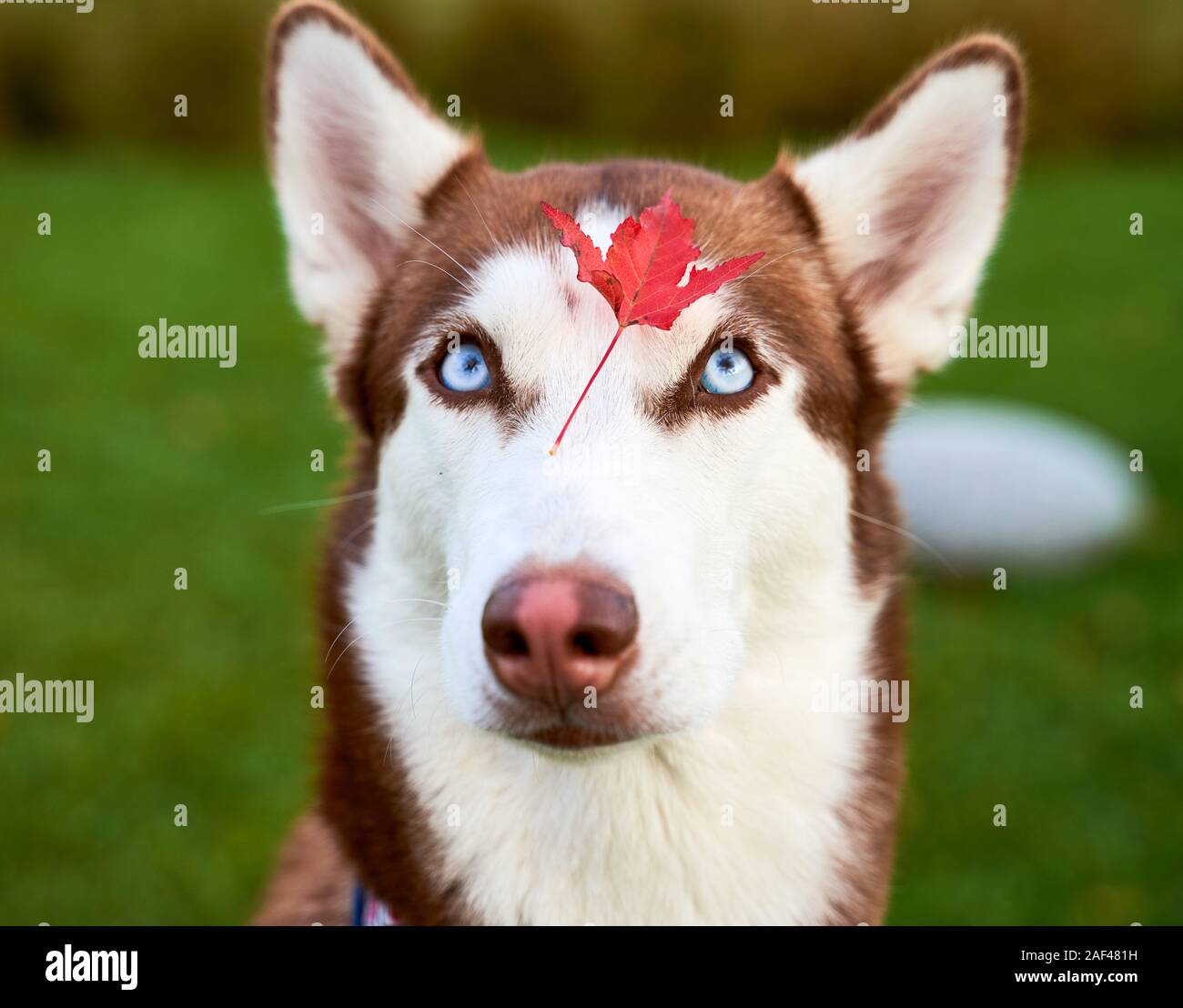 husky in white brown color, blue eyes, acute ears Stock Photo - Alamy