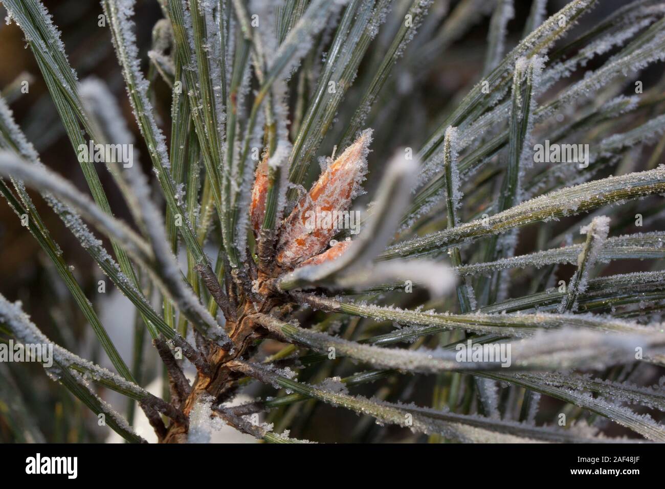 Green branch of the pine with young cones covered snow and hoarfrost ...