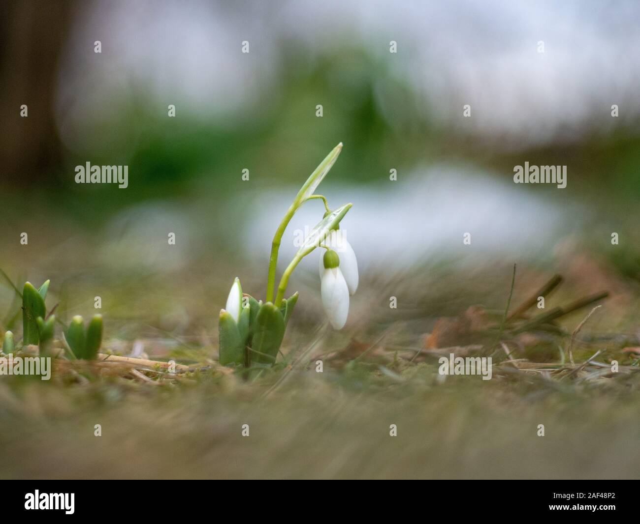 Beautiful snowdrops in a primaveral garden Stock Photo