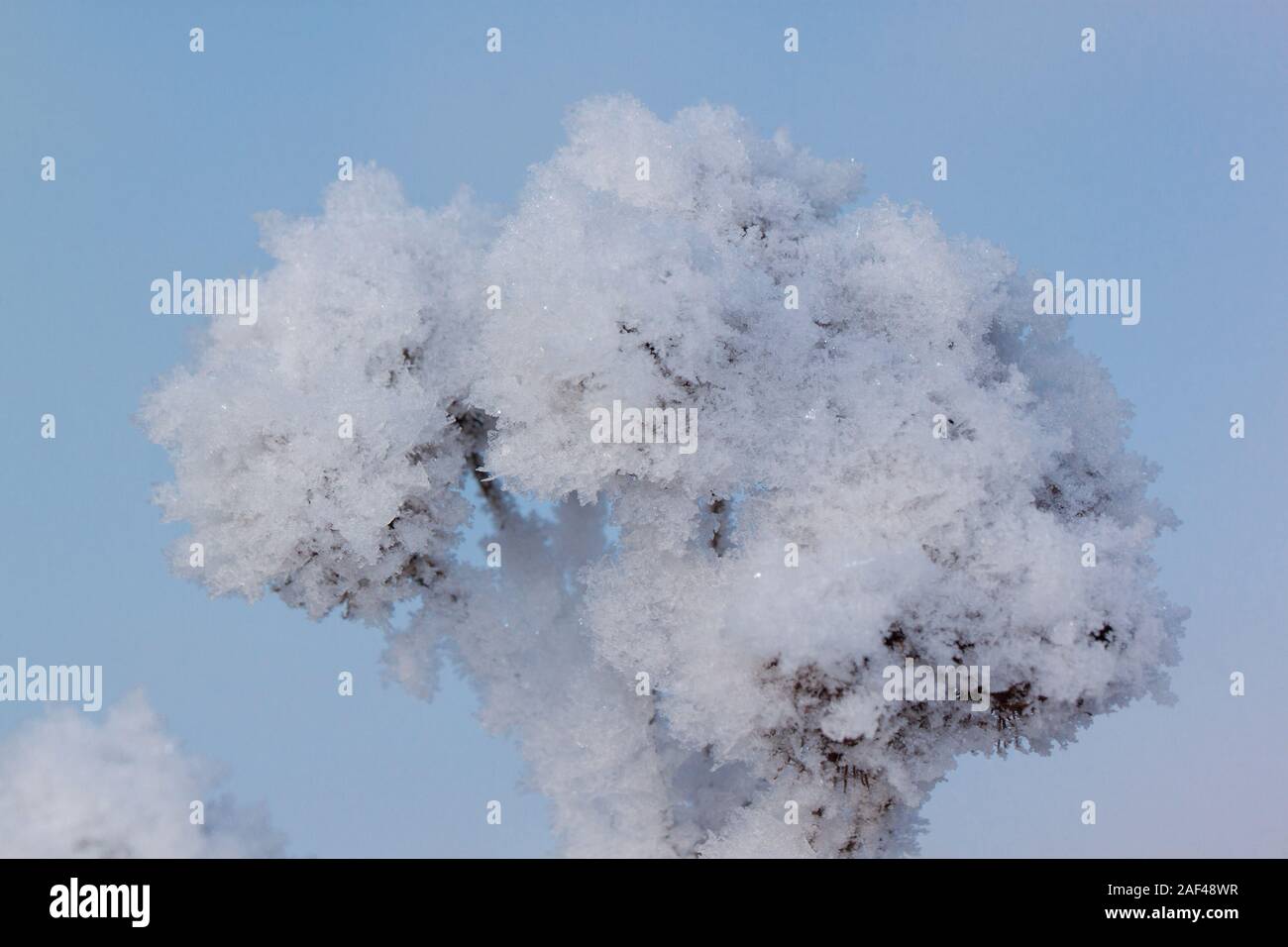 Branches of the pine covered snow and hoarfrost against a blue sky background. Close up. Seasons of the year. Stock Photo
