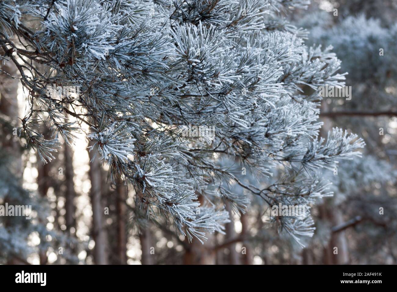 Green branches of the pine covered snow and hoarfrost are glowing in rays of the winter sun. Seasons of the year. In fairy winter forest. Stock Photo