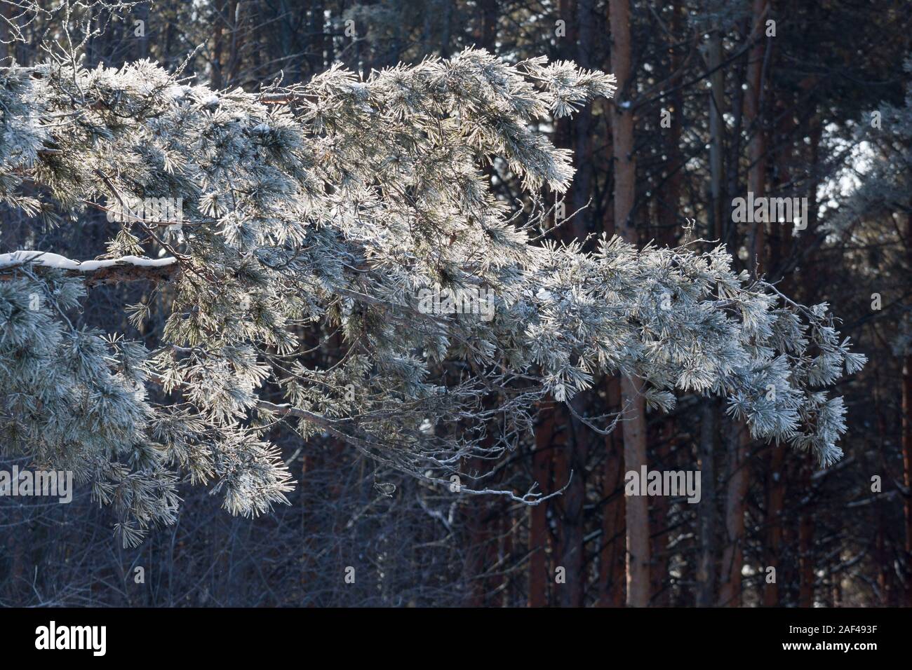 Green branches of the pine covered snow and hoarfrost. Seasons of the year. In fairy winter forest. Stock Photo