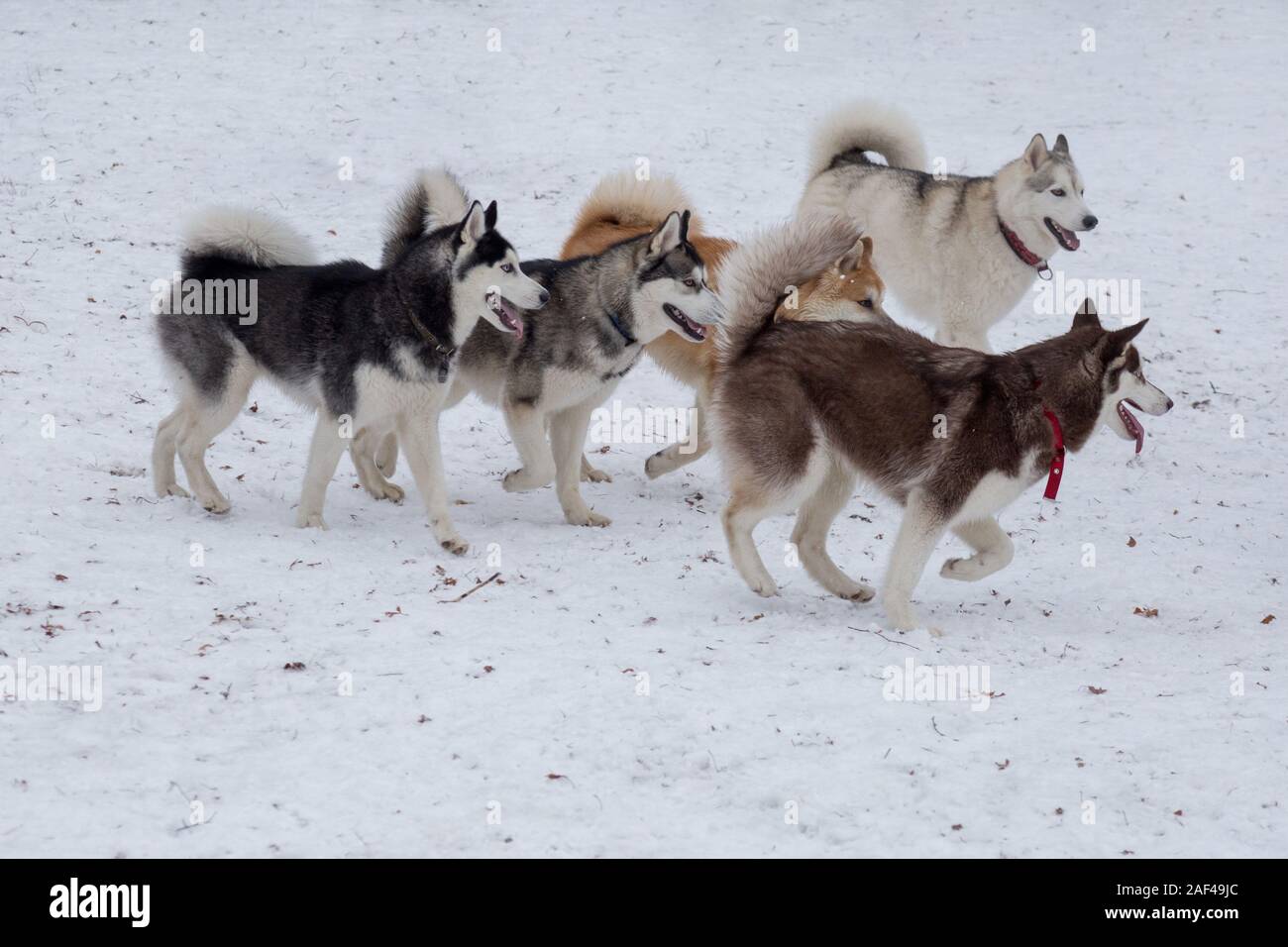 Four siberian husky and akita inu are playing in the winter park. Pet animals. Purebred dog. Stock Photo