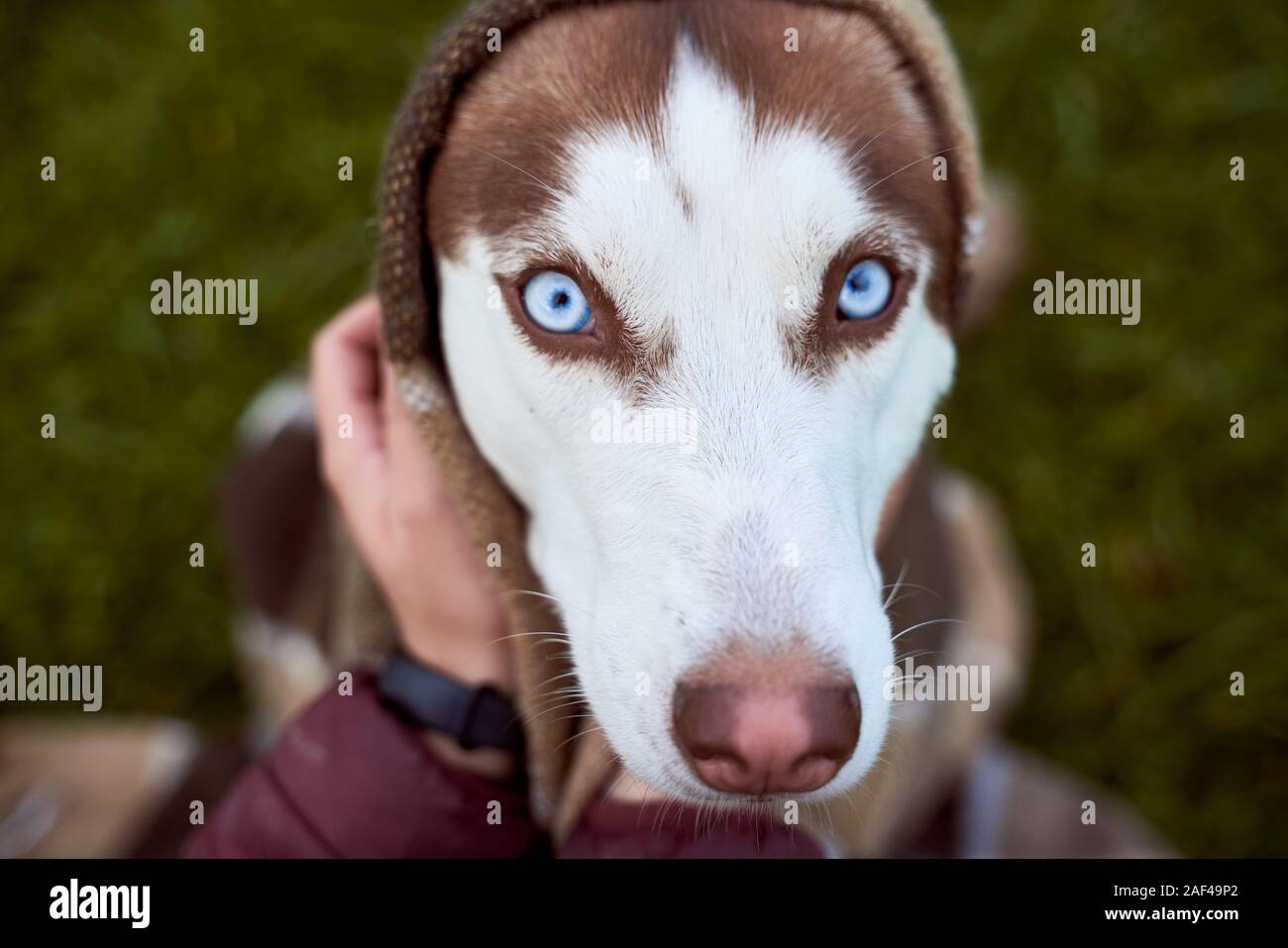 Husky Animal Shelter High Resolution Stock Photography And Images Alamy