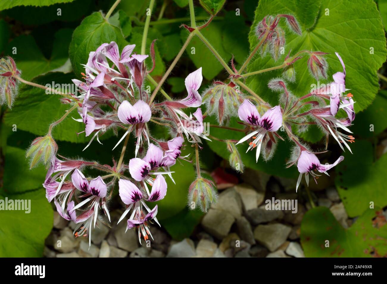 Pelargonium alchemilloides is widespread in Africa and can tolerate both wet and arid conditions. Stock Photo