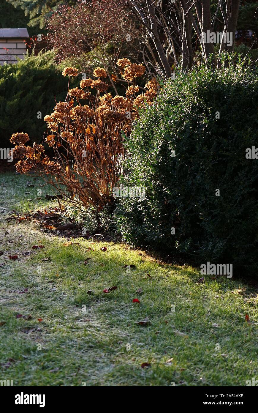autumn morning - sharp sun on a lawn covered with frost Stock Photo