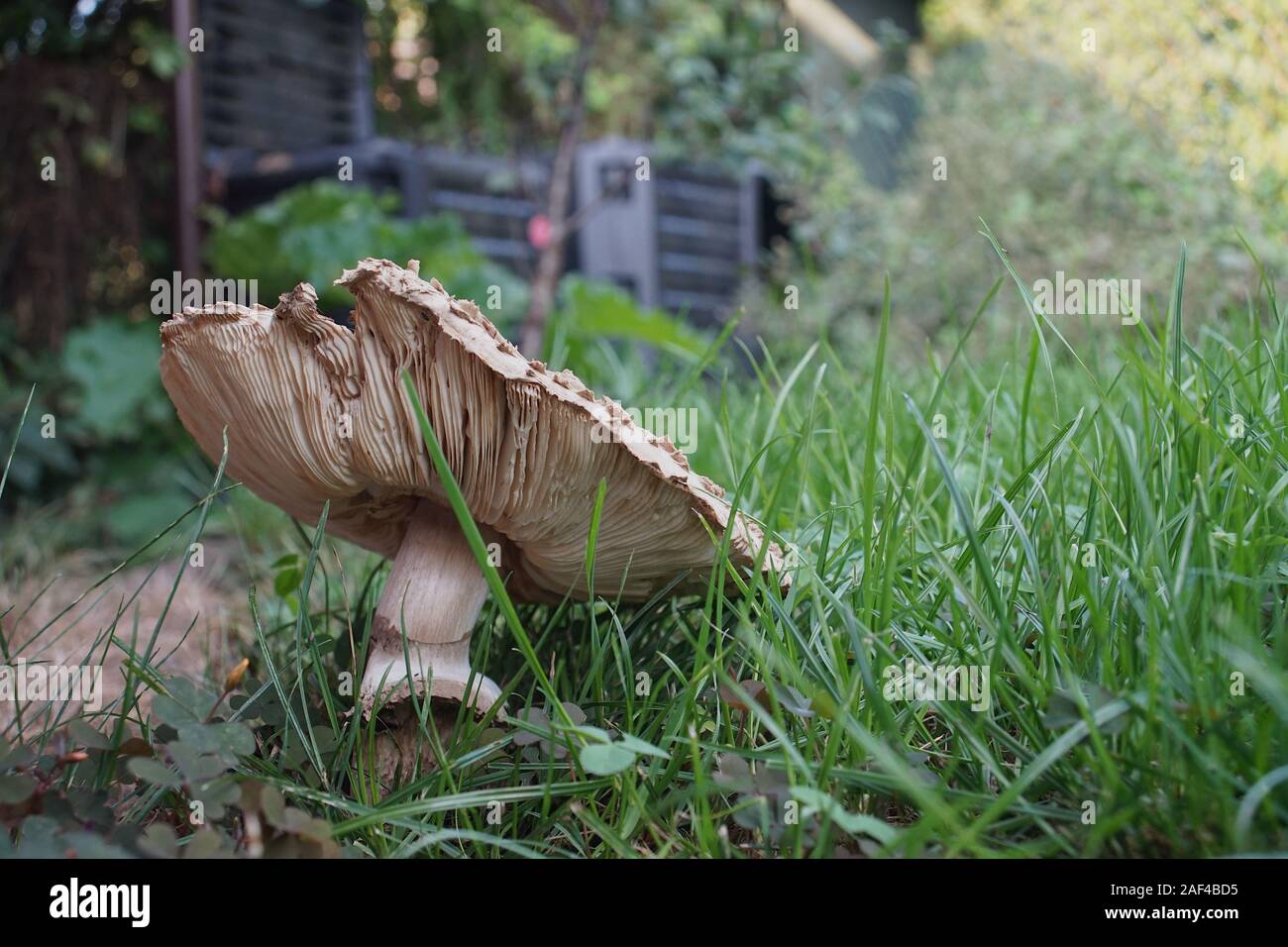 a poisonous mushroom on the lawn in a home garden Stock Photo Alamy