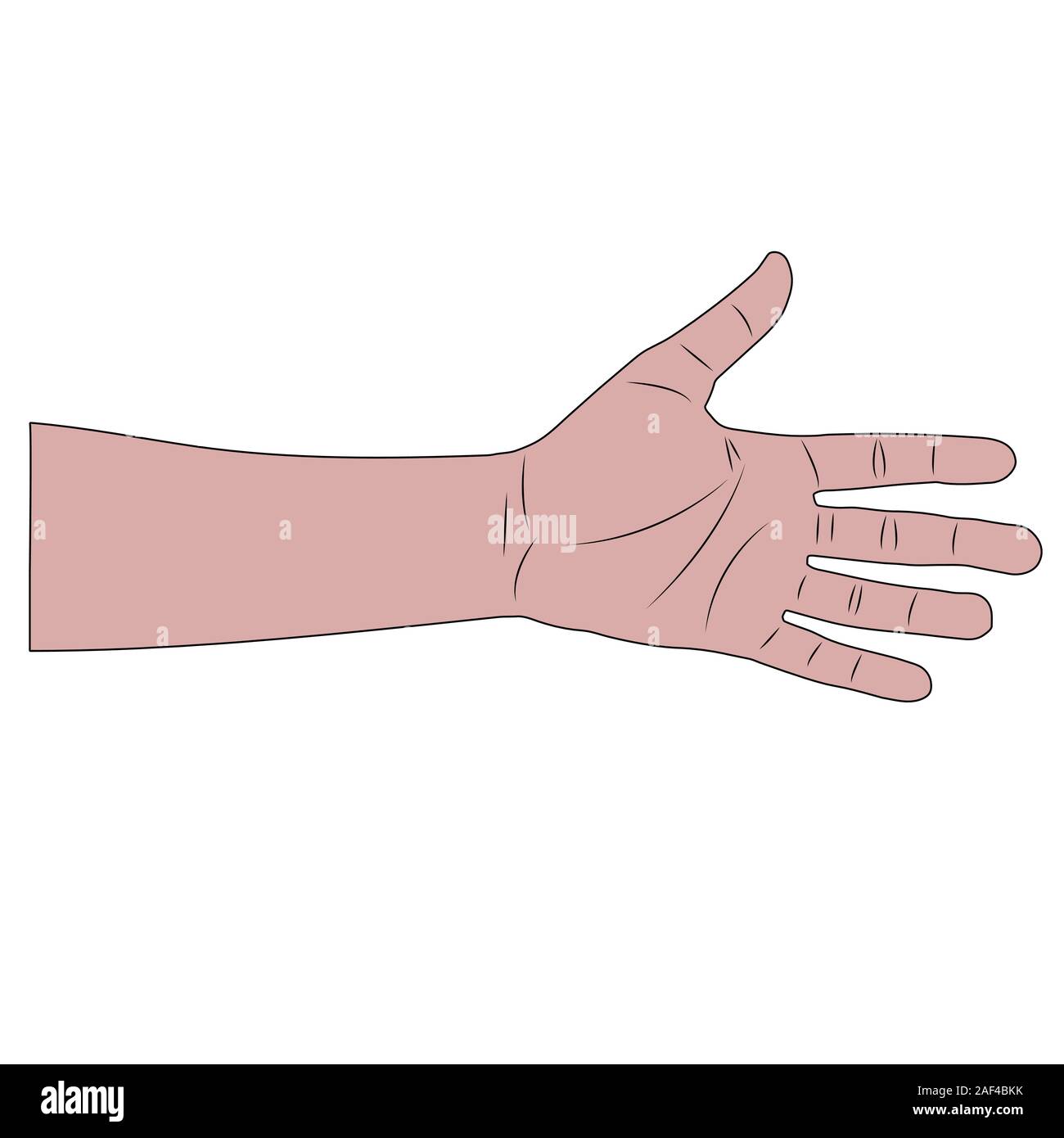 male white wrist. isolated cartoon stock vector illustration Stock Vector