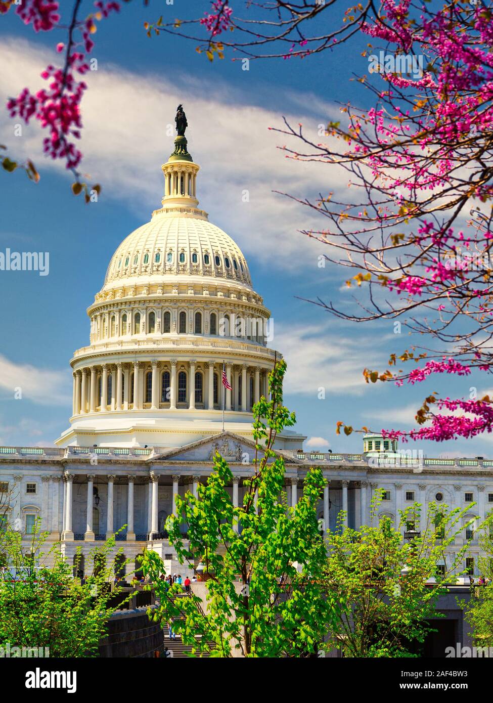 The US Capitol on a sunny spring day with cherry blossoms, Washington DC Stock Photo