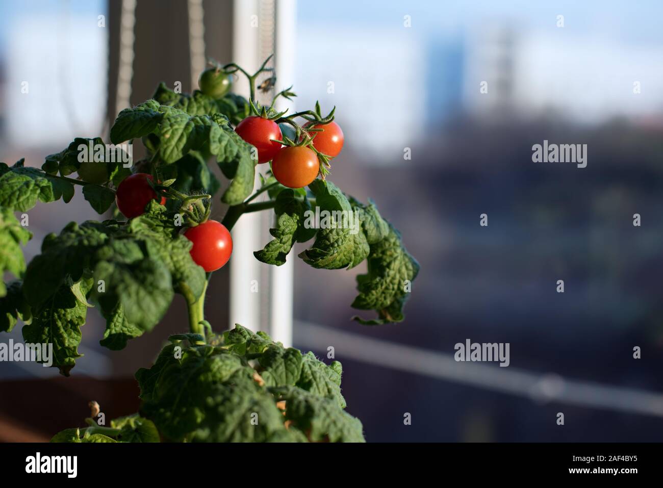 Cherry tomato plant with green and red tomatoes in a pot on the windowsill on a balcony, urban gardening, copy space. Stock Photo
