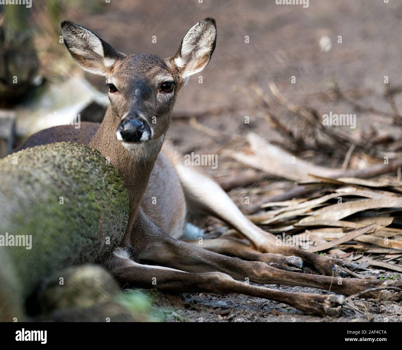 Deer (Florida Key Deer) animal close-up profile view looking at the camera resting displaying its head, ears, eyes, nose, legs with a foliage backgrou Stock Photo