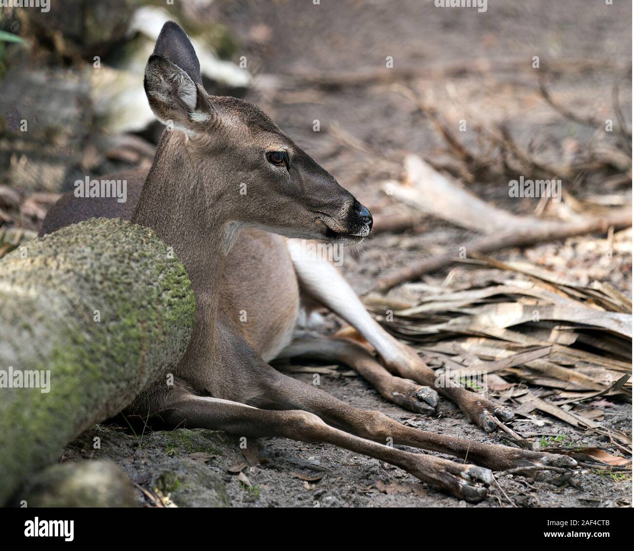 Deer (Florida Key Deer) animal close-up profile view looking at the right side resting displaying its head, ears, eyes, nose, legs with a foliage back Stock Photo