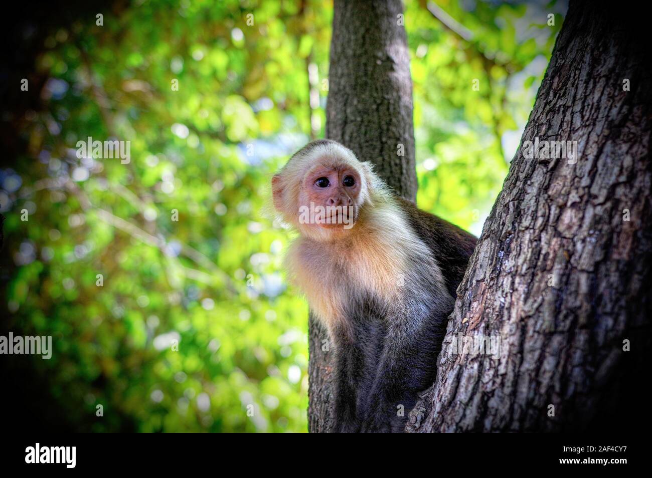 Capuchin. Costa Rica Stock Photo