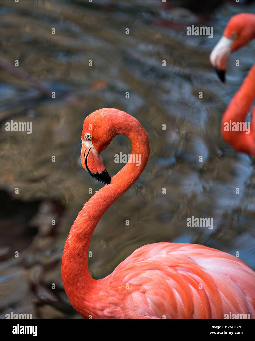 Flamingo bird head close-up profile view in the water displaying its spread wings, beautiful plumage, pink plumage, head, long neck, beak, eye, in its Stock Photo