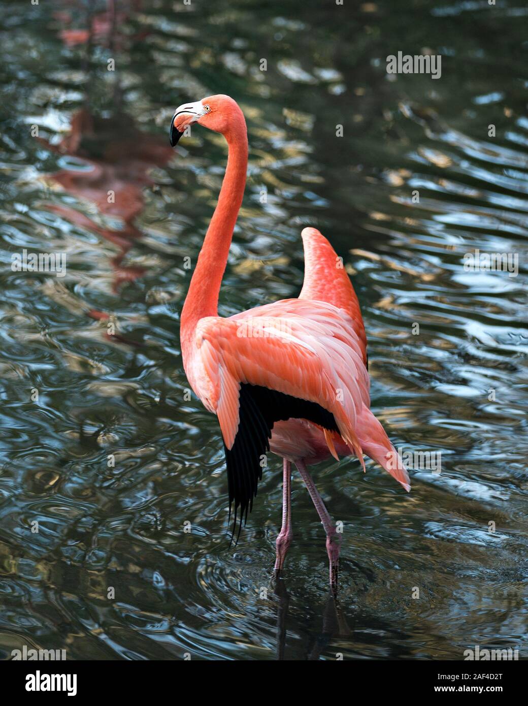 Flamingo bird close-up profile view in the water displaying its spread wings, beautiful plumage, head, long neck, beak, eye in its surrounding and env Stock Photo